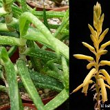 Aloe pendens (Yemen) available 8.5-10cm and 12cm Ø